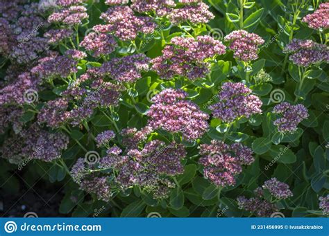 Hylotelephium Sedum Spectabile Autumnal Purple Flowering Ornamental