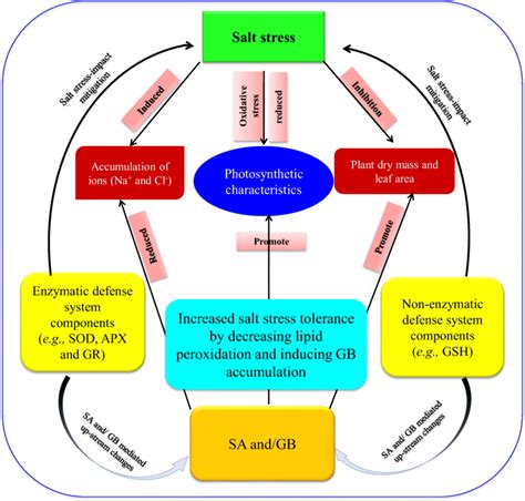 Schematic Representation Of The Major Impacts Of Salt Stress On The