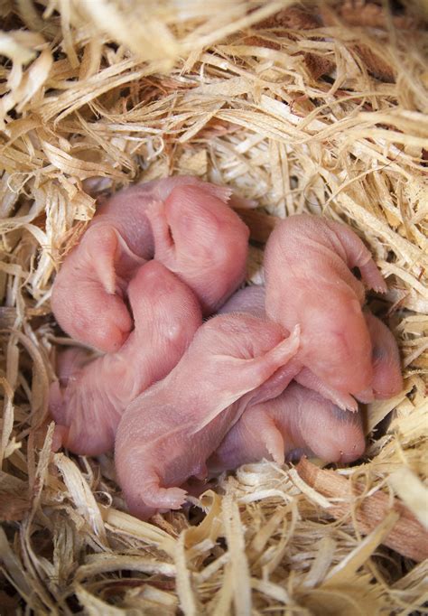 Siberian Dwarf Hamster Babies