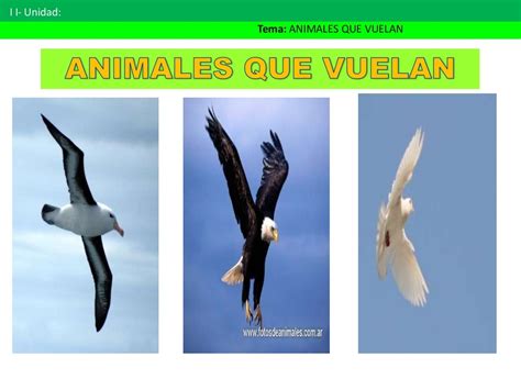 17 Animales Que Vuelan