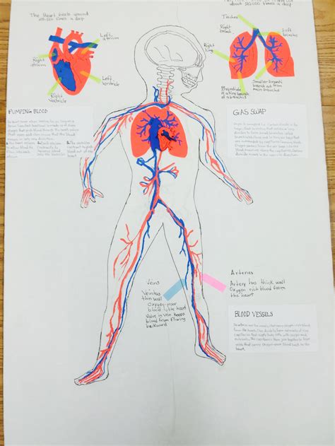 Seventh Grade Lesson Introduction To The Circulatory System