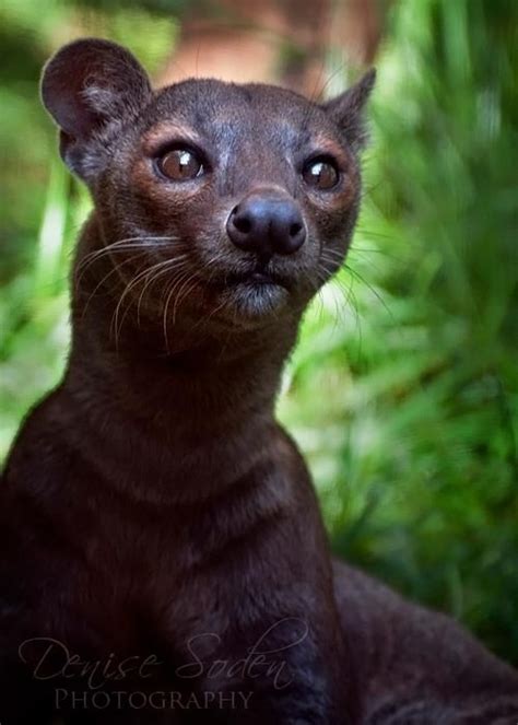Fossa A Relative Of The Mongoose From Madagascar 6 Ft Long And 26 Lbs