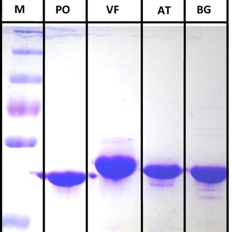 Fig S5 Representative Examples Of Sds Gel Of Purified Tas M