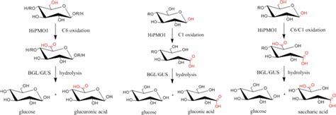 Reaction Pathway For C6 And C1 Oxidation Of Cellulose By Hipmo1