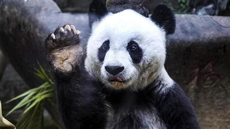 Worlds Oldest Captive Panda Dies At Ripe Old Age Of 100 In Panda