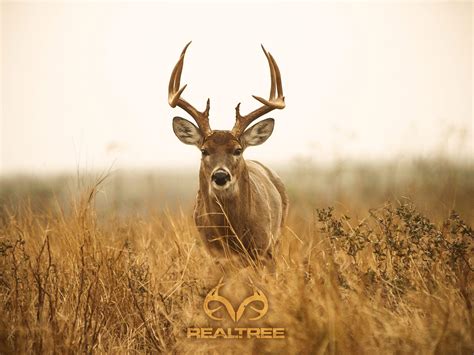 Hình Nền Whitetail Deer Hunting Desktop Top Những Hình Ảnh Đẹp