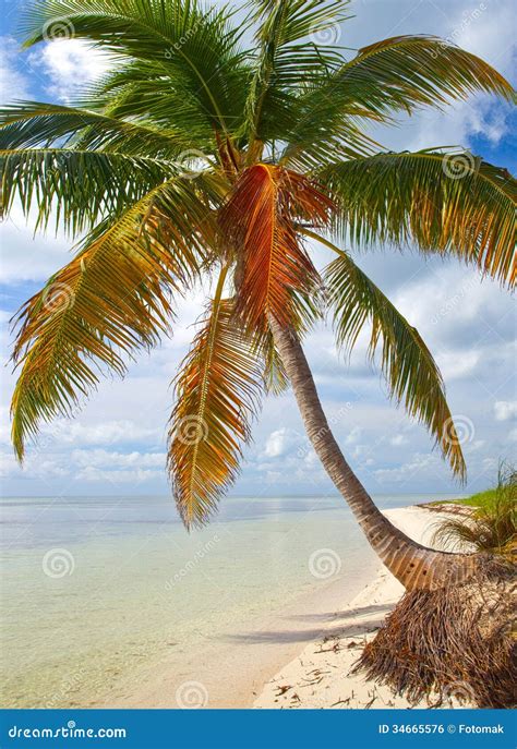 Tropical Summer With Palm Trees Stock Photo Image Of Beautiful