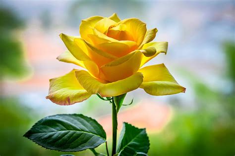 Yellow Rose Flower Images Hd Wallpaper Best Flower Site