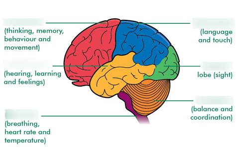 The Brain Vocabulary List Diagram Quizlet