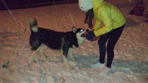 After Walk Its Playtime Amid Snowing For Alaskan Malamute And Golden