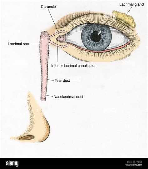 Ilustración Del Conducto Lagrimal Fotografía De Stock Alamy