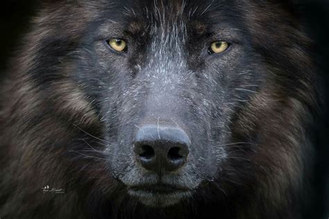 Pin By Kathleen Schafer On Wolves Wolf Face Black Wolf Spirit Animal