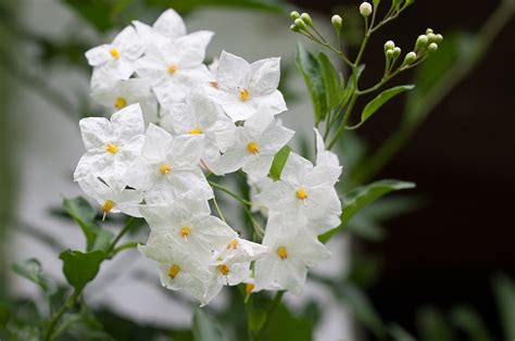 Flower White · Free Photo On Pixabay