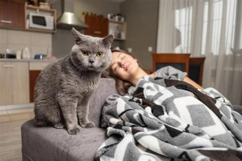 El Gato Muerde Cuando Duermo Causas Y Que Hacer Vida Con Mascotas ️