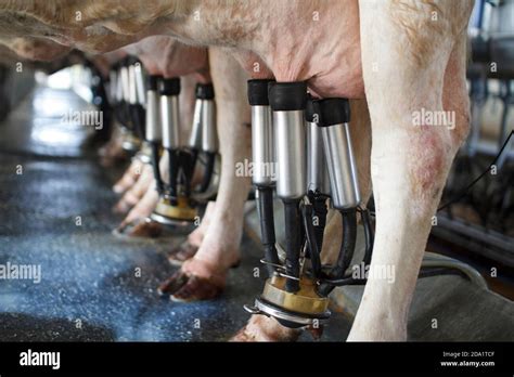 Cows Being Milked Hi Res Stock Photography And Images Alamy