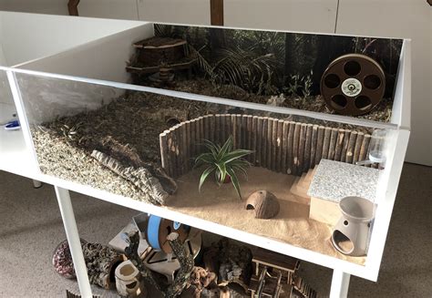 Roborovski Setup In 2020 Hamster Diy Cage Hamster Cages Hamster Diy