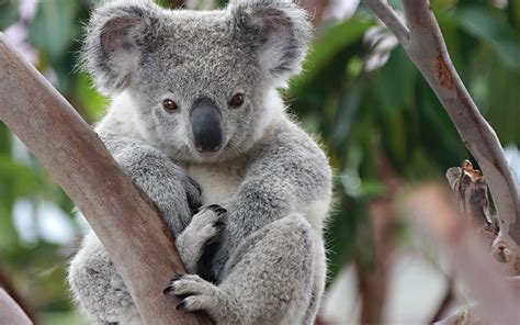 Pin On Koalas And Kangourous
