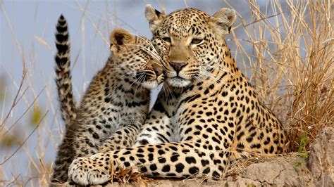 Leopards In Africa The Best Leopard Safaris In Africa Leopard Tours