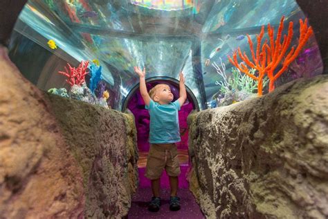 Sea Life Michigan And Legoland Discovery Center Michigan Welcome Young