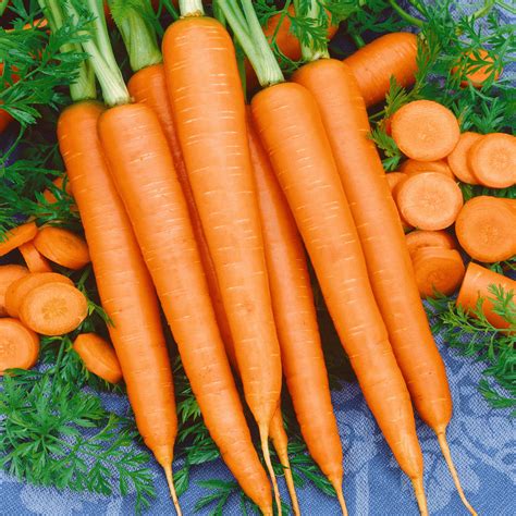Bulk Tendersweet Carrot Seeds Everwilde Farms