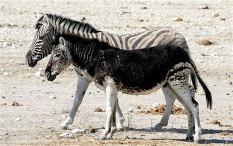 Zebra With Melanism Melanism Melanistic Unusual Animals