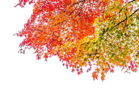 Beautiful Maple Trees In Autumn 2029694 Stock Photo At Vecteezy