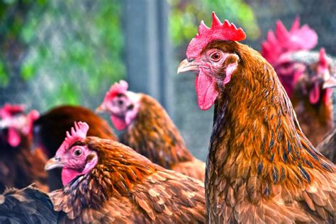 Rehoming And Rescue Hens In Hertfordshire Boarding Hens
