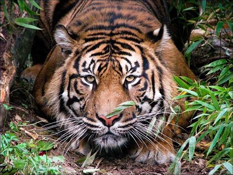 All Tigers Sumatran Tiger Animals Wild Animals Beautiful