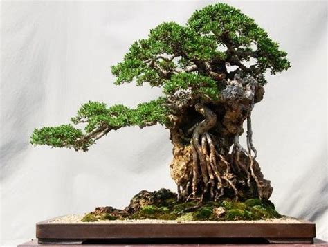 The Most Beautiful And Unique Bonsai Trees In The World Bonsai
