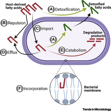 Bacterial Adaptation Strategies To Host Derived Fatty Acids Trends In