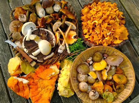 Foodie Quine Presents Guided Fungi Forage With Galloway Wild Foods