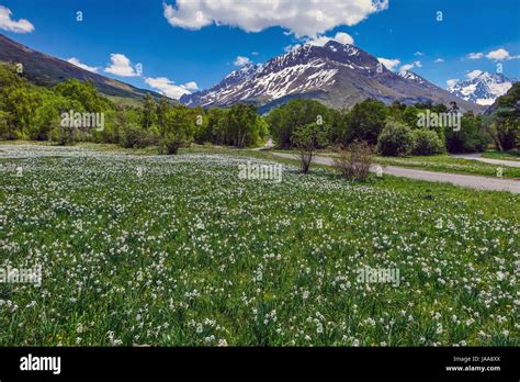 Flower Meadow Flowers Alps Alpine Wildflower Hi Res Stock Photography