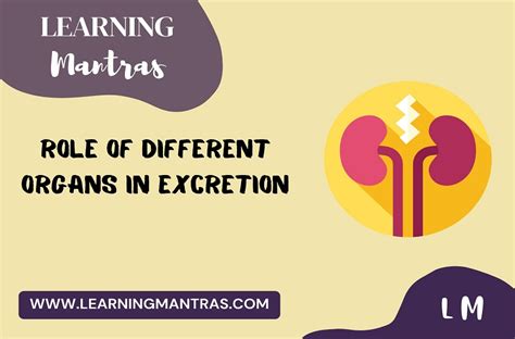 Role Of Different Organs In Excretion Class Chapter