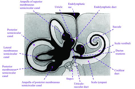 Schematic Drawing Of Inner Ear Which Endolymphatic Fluid Is Black