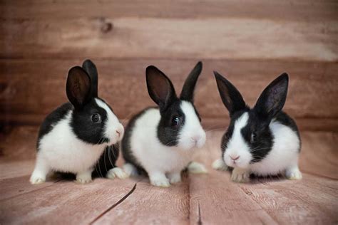 Rabbit Dutch | Pet City Pet Shops