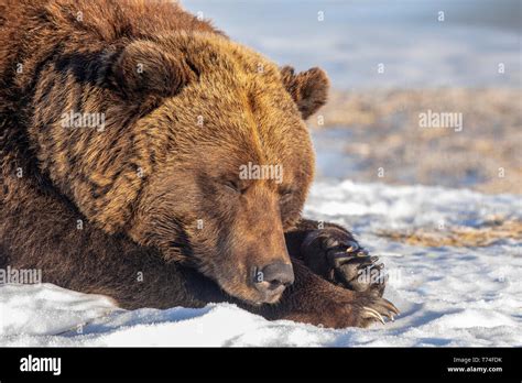 Female Grizzly Bear Ursus Arctic Sp Resting In The Snow Alaska