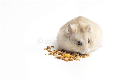 Dwarf Furry Hamster Eating Millet On White Background Copy Space Stock