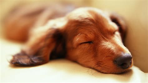 Dog Puppy Sleeping Pic | HD Wallpapers