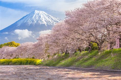 Blooming Sakura Trees With Mount Fiji In The Background Shiraito Falls