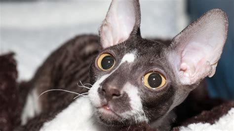 Do you like this video? The Cornish Rex Cat | Cat Breed Information | The Dutiful Cat