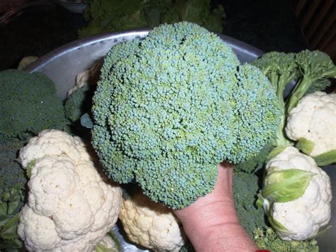 Harper Happenings Greenhouse Broccoli And Cauliflower
