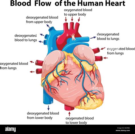 Vector Of Blood Flow In Human Circulatory System Illu