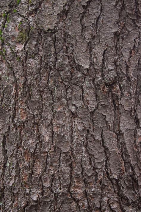 Pine Tree Bark Texture Stock Image Image Of Dark Woods 81287529