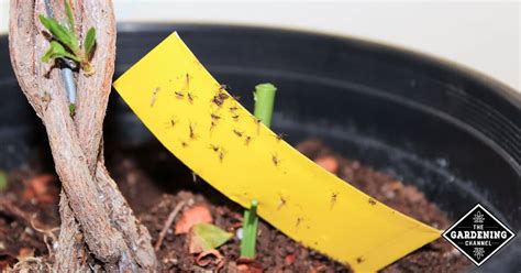 Gnats In Indoor Plants Latest News