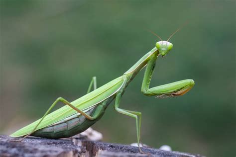 11 Wondrous Facts About Praying Mantises Treehugger Praying Mantis