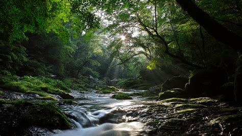 Amazing Nature Wallpaper River In The Forest Photo