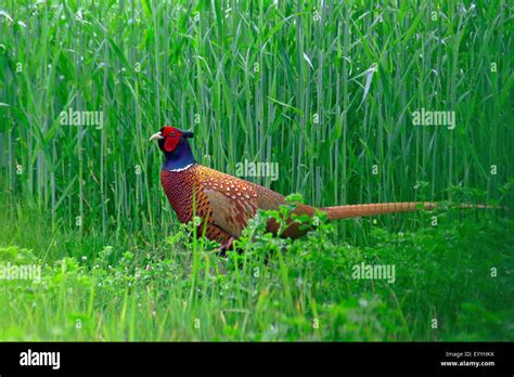 Common Pheasant Caucasus Pheasant Caucasian Pheasant Phasianus