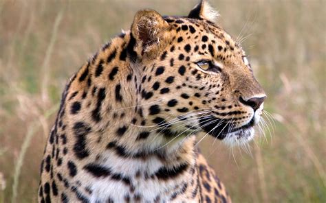 Wildlife Amur Leopard Most Dangerous Animal