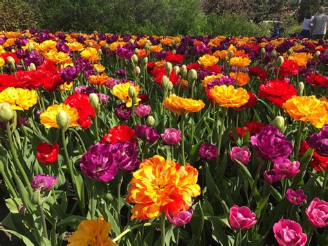 Ottawas Tulip Festival Is Blooming Beautiful Embracing Ottawa