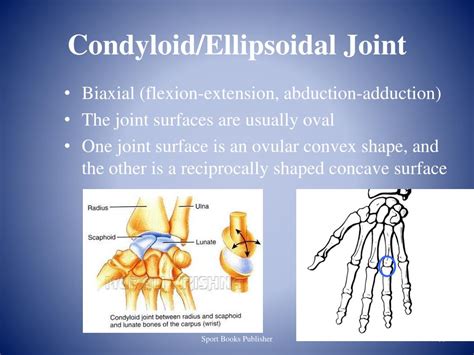 Ppt Joints Of The Human Body Powerpoint Presentation Free Download